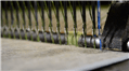 Tissage Gazon Synthétique Production, pour arriver à la réalisation du tapis en gazon synthétique Italgreen applique les processus suivants : Extrusion, Torsion, Tissage (voir photo), étalage... <a href="/entreprise/de-la-production-a-l-installation-votre-revetement-en-gazon-synthetique-cle-en-main">Lire la suite</a>